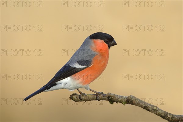 Eurasian bullfinch