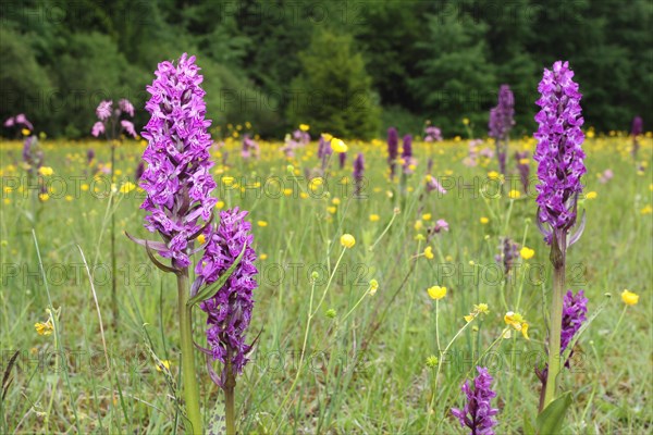 Broad-leaved orchid