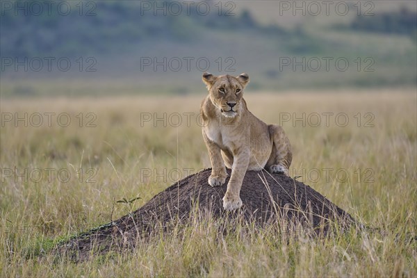 African lion