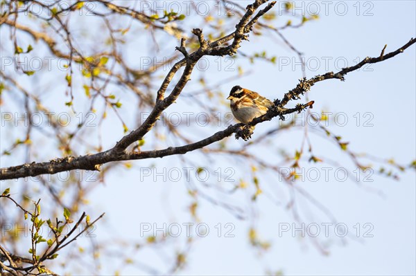 Rustic bunting