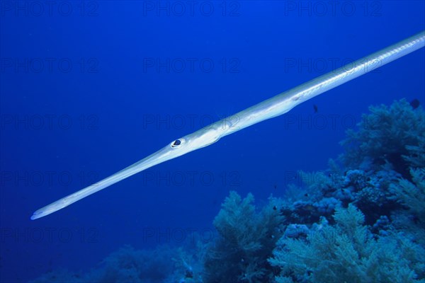 Bluespotted cornetfish