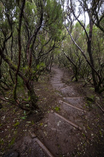 Hiking trail with steps in dense forest