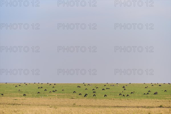 Blue wildebeest