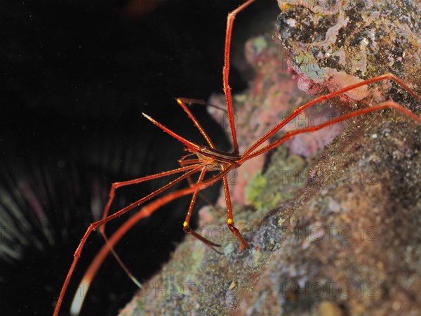 Arrow crab