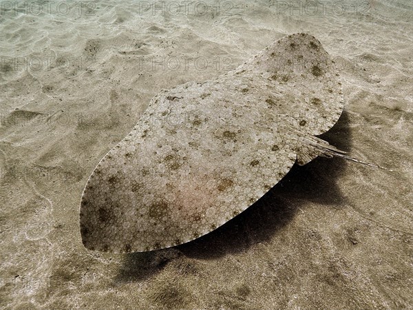 Butterfly ray