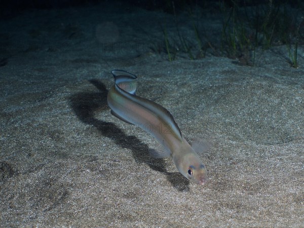 Golden Balearic sea eel