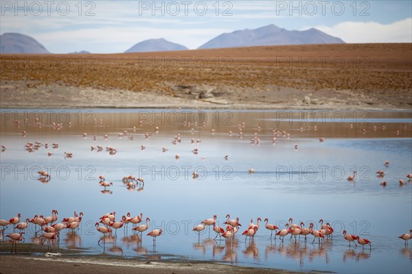 Flamingos