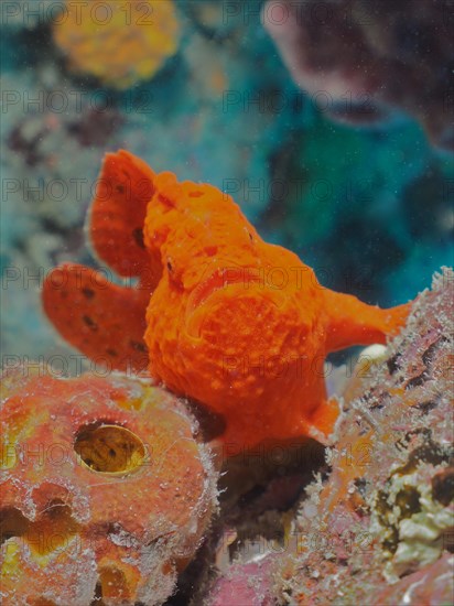 Portrait of longlure frogfish