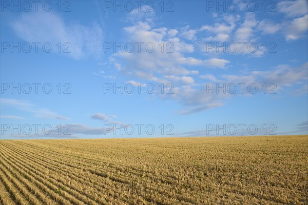 Grain field