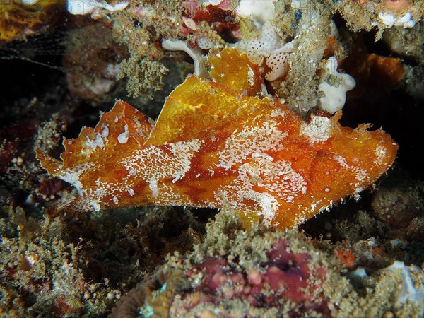 Leaf scorpionfish