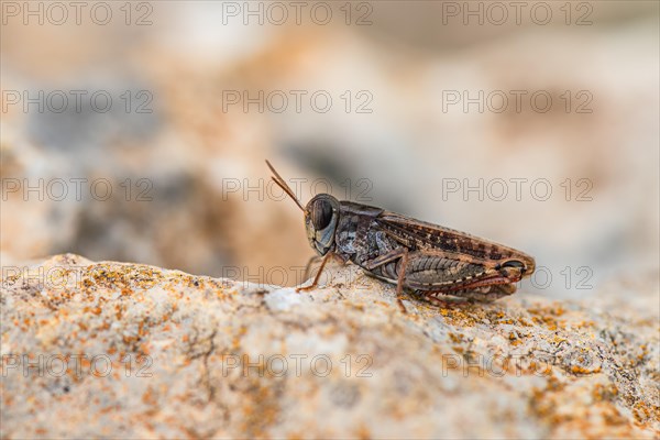 Short-horned Grasshopper