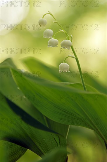 Lily of the valley