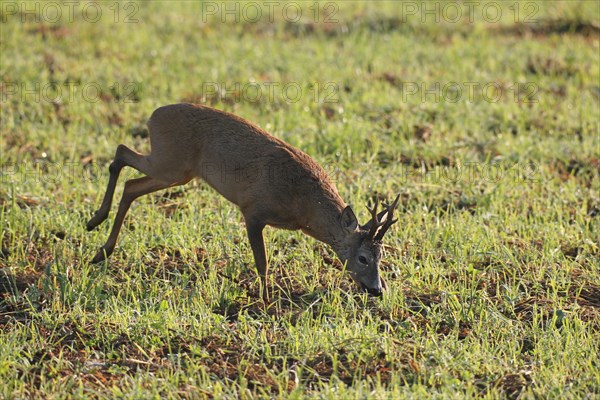 European roe deer