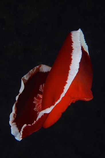 Spanish dancer