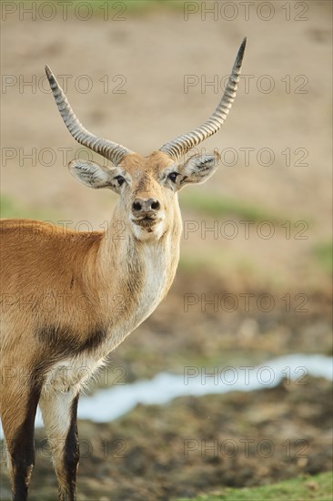 Southern lechwe