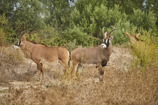 Sable antelope