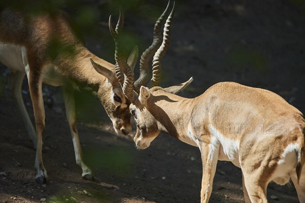Two Thomson's gazelle
