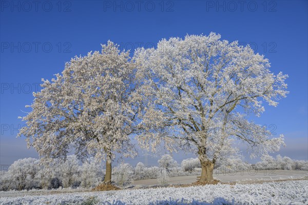 Oak trees