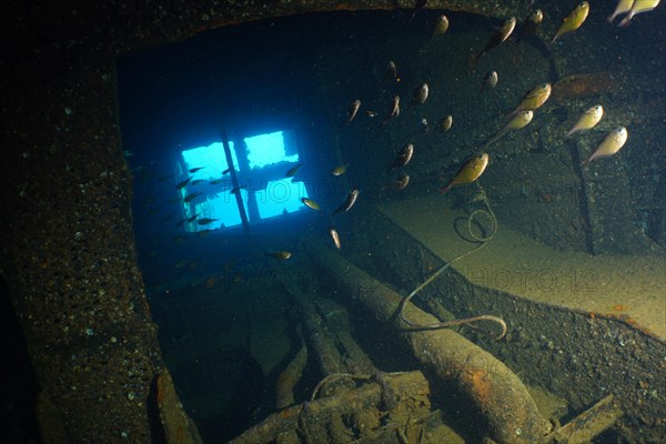 Shoal of Schwenks Hatchetfish