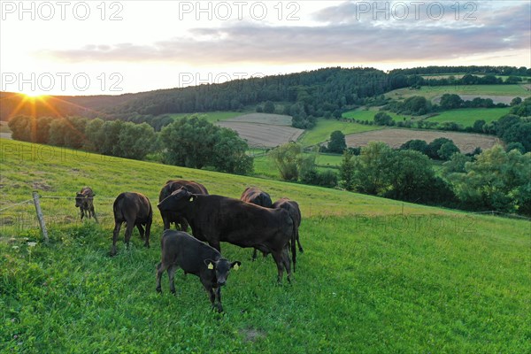 Domestic cattle