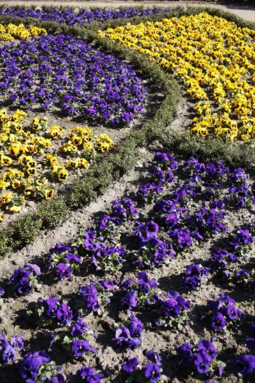 Pansy Flowers