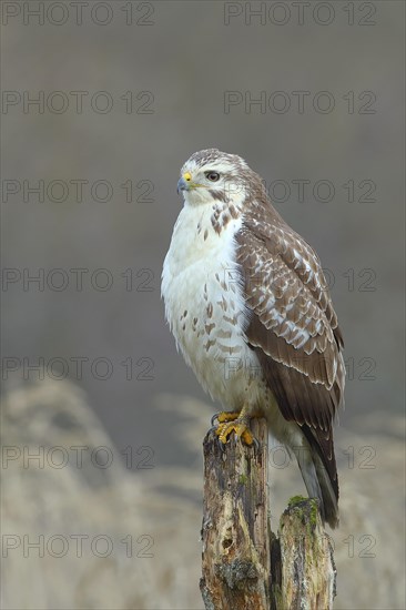 Common steppe buzzard