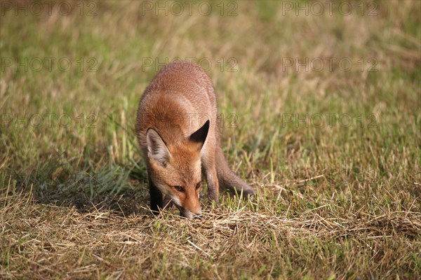 Red fox