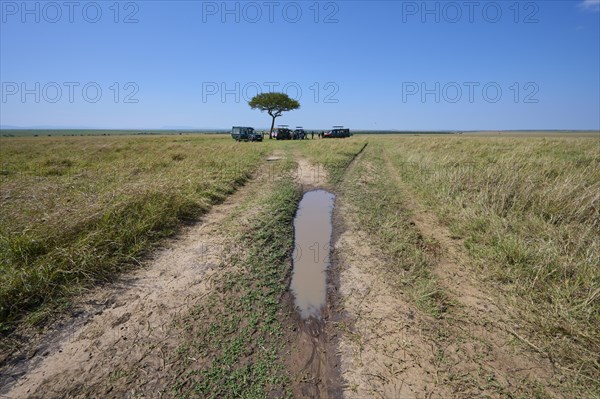 Savannah landscape with path and umbrella thorn acacia