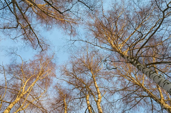 Bare tree tops in winter