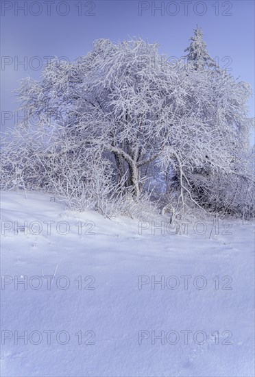 Tree in winter landscape