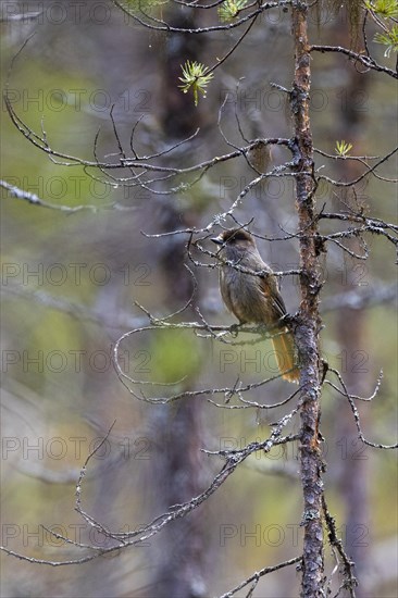 Siberian jay