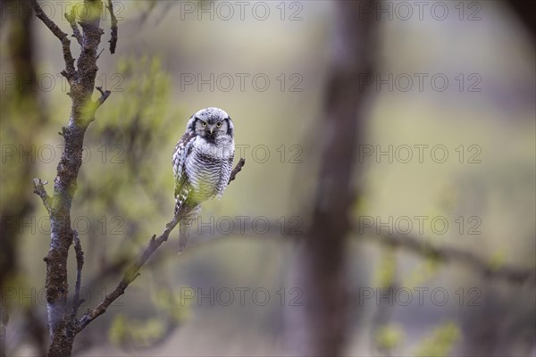 Northern hawk owl