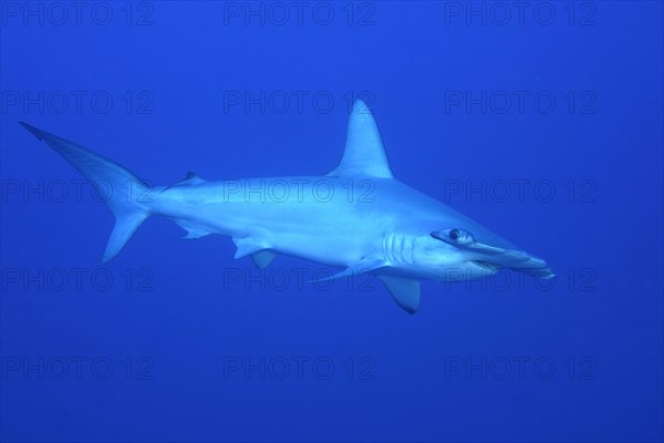 Scalloped Hammerhead