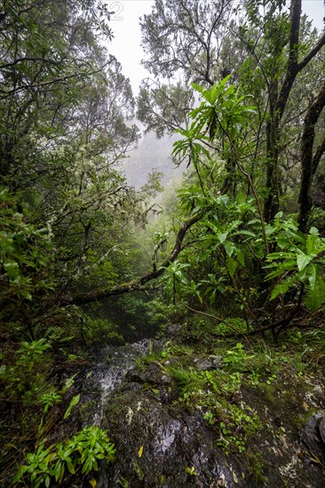 Dense forest with giant sow thistle