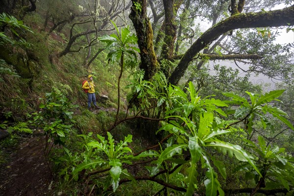 Hiker in dense forest