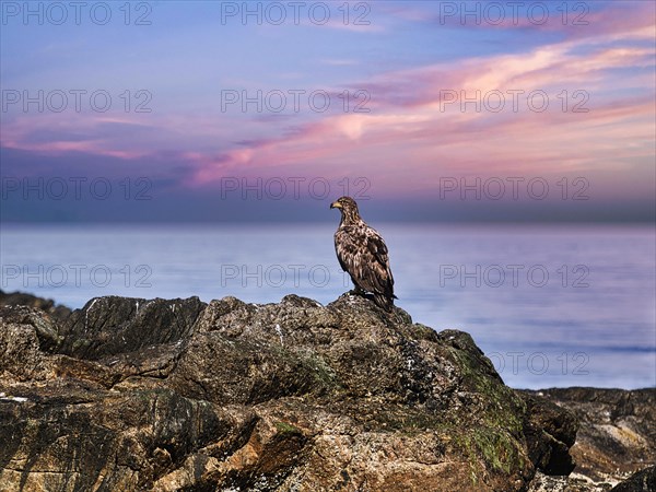 White-tailed eagle