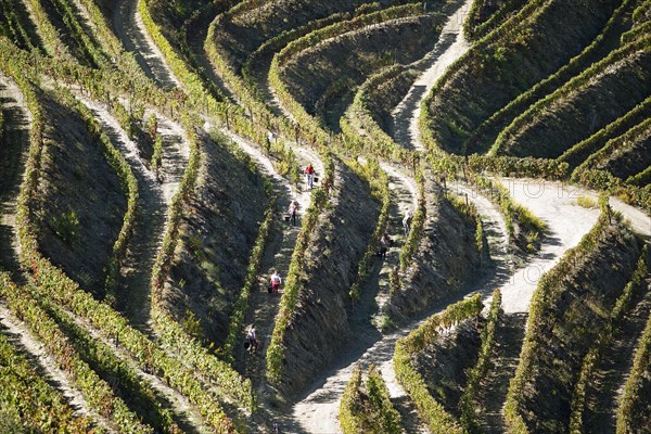 Wine terraces in the Alto Douro Valley