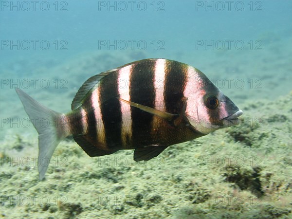 Banded seabream