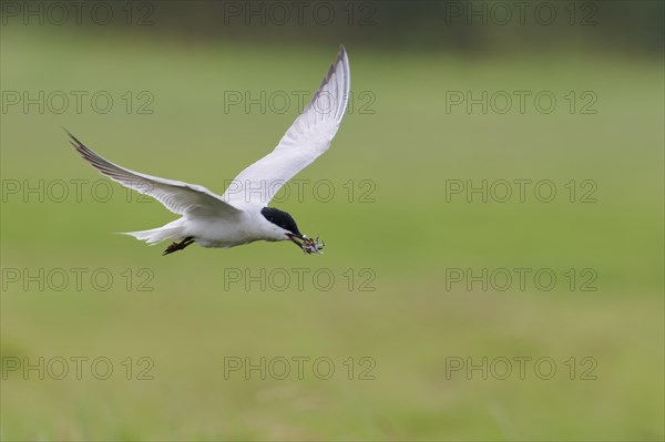 Gull-billed tern