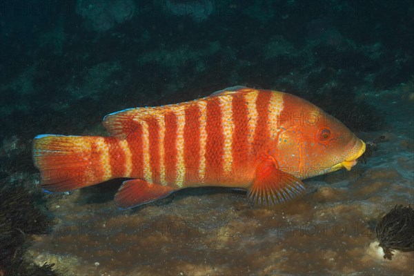 Colourful Natal tooth wrasse