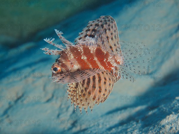 Red Sea Dwarf Lionfish