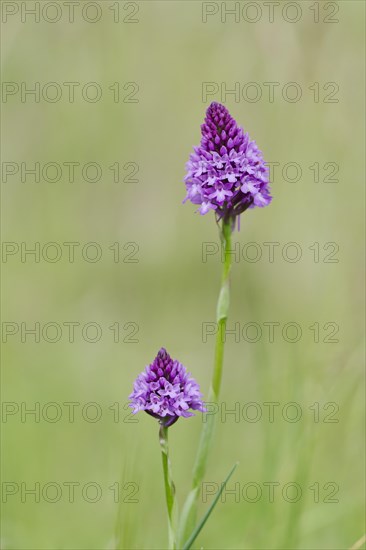 Pyramidal orchid