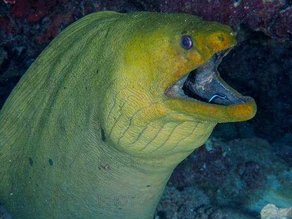 Green moray