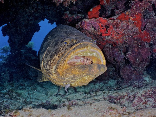 Atlantic goliath grouper