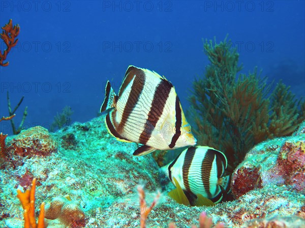 Banded butterflyfish