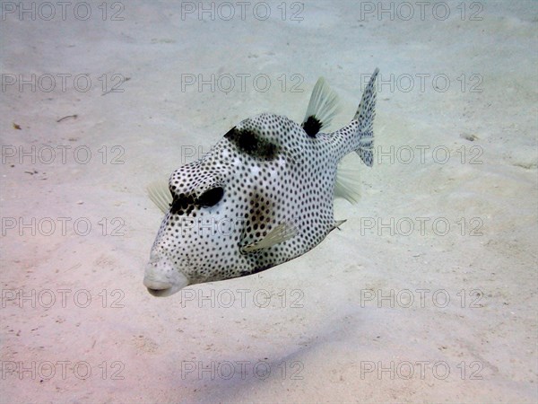 Spotted trunkfish