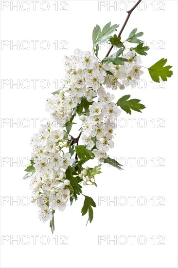 Hawthorn