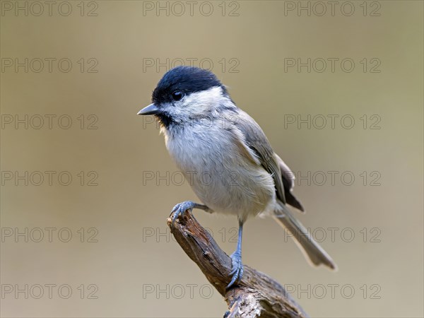 Marsh Tit