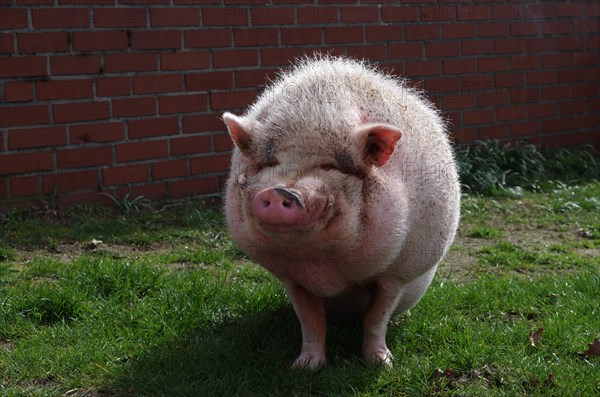 Domestic pig