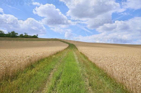 Dirt track with grain field in summer